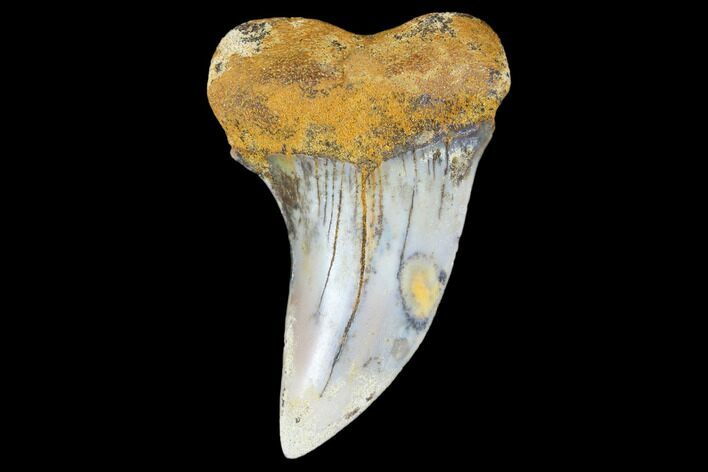Colorful Mako/White Shark Tooth Fossil - Sharktooth Hill, CA #113909